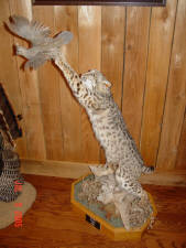 Click for full size image