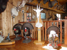 Click for full size image