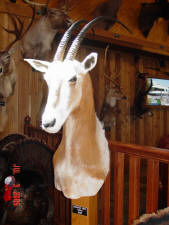 Click for full size image