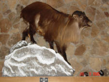 Click for full size image